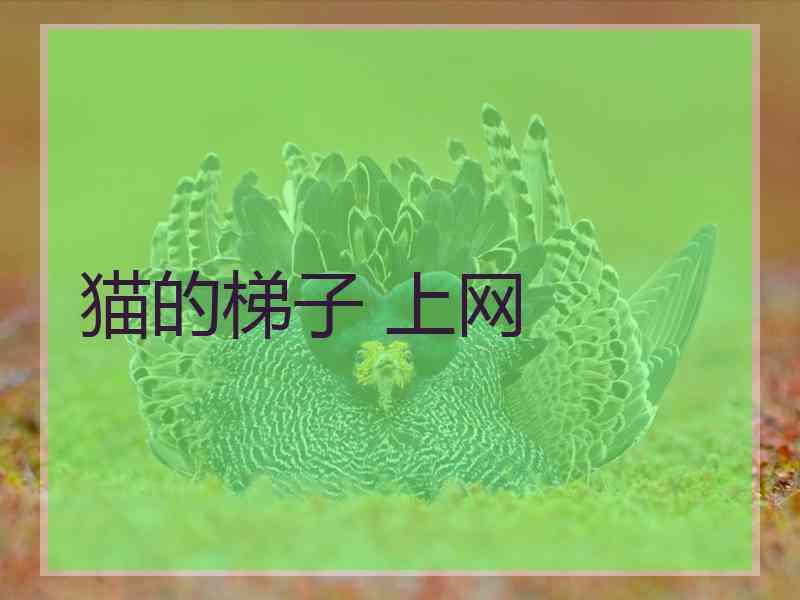 猫的梯子 上网
