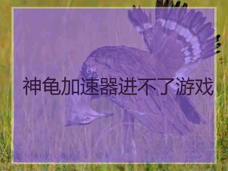 神龟加速器进不了游戏